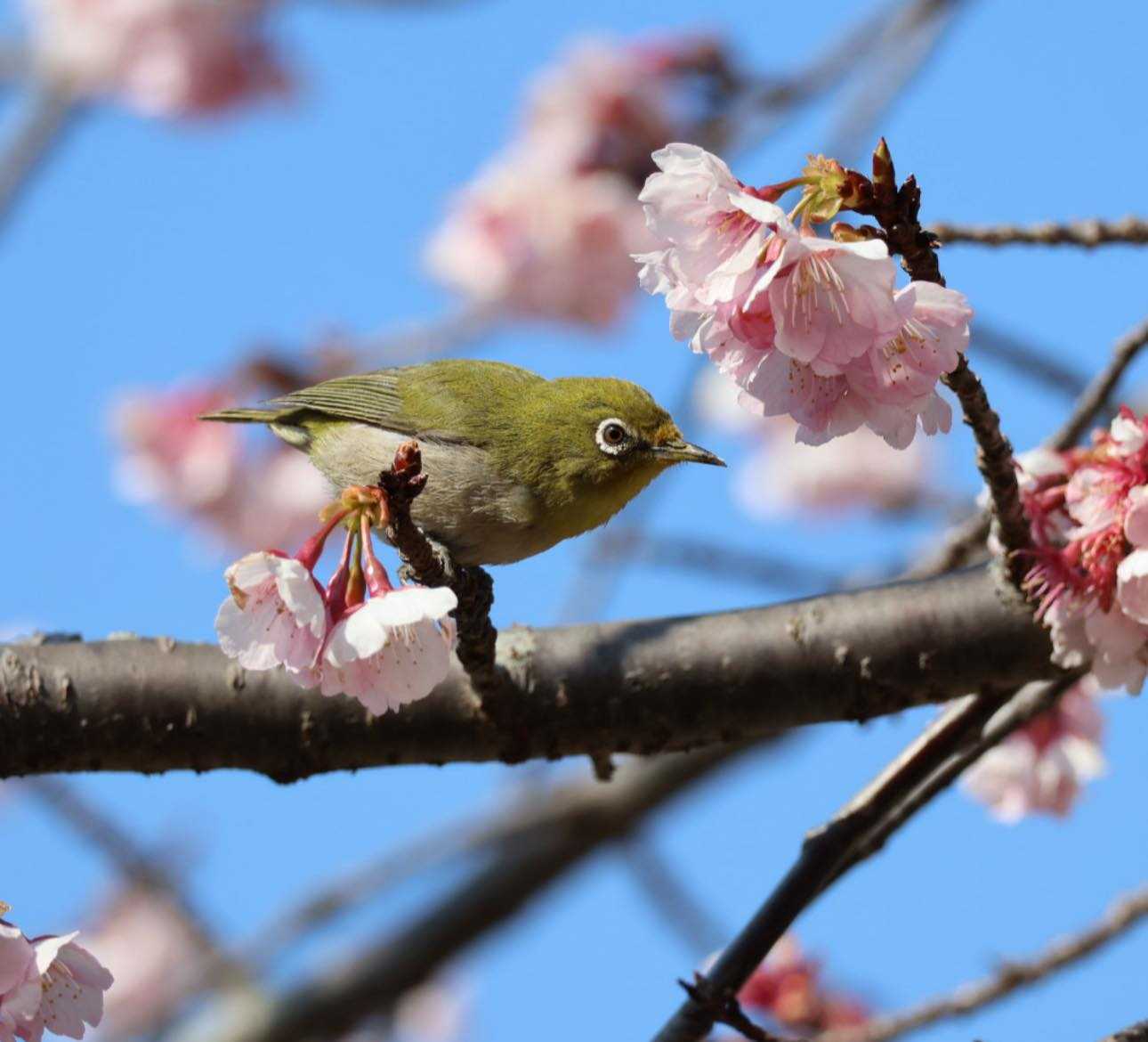 醍醐山と下部（しもべ）温泉