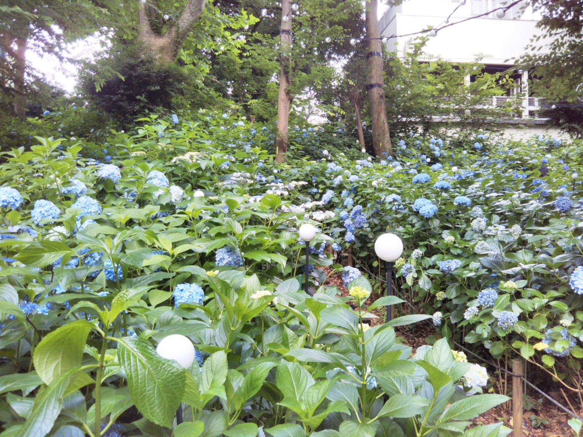 としまえん あじさい園 東京郊外の小さな庭でガーデニング 理想の庭への日々 楽天ブログ
