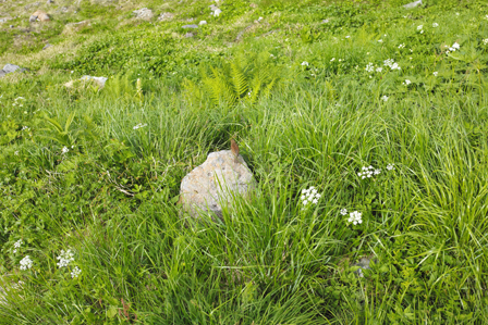 7雷鳥か？.jpg