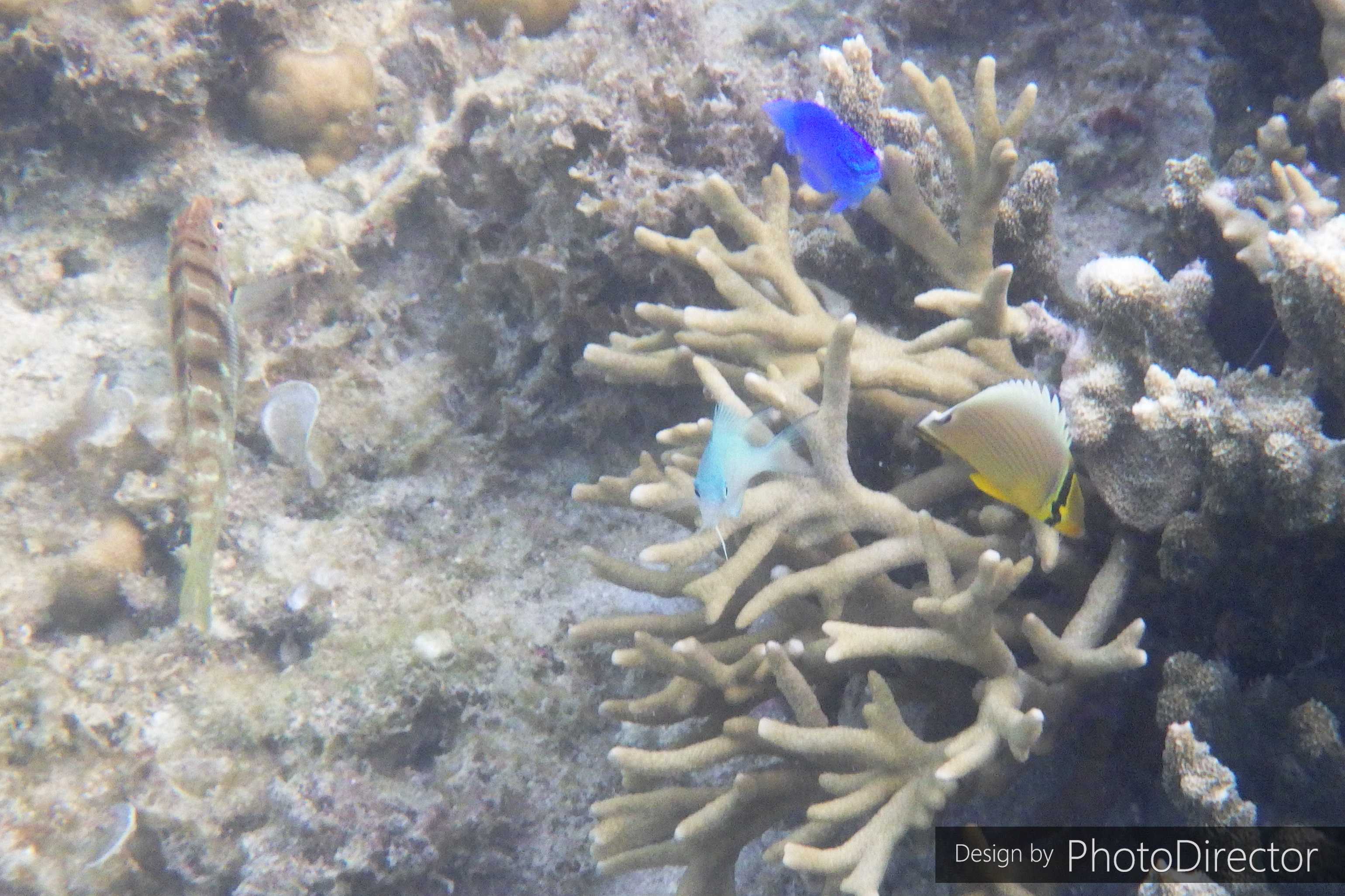 2ページ目の記事一覧 ねこログ 楽天ブログ