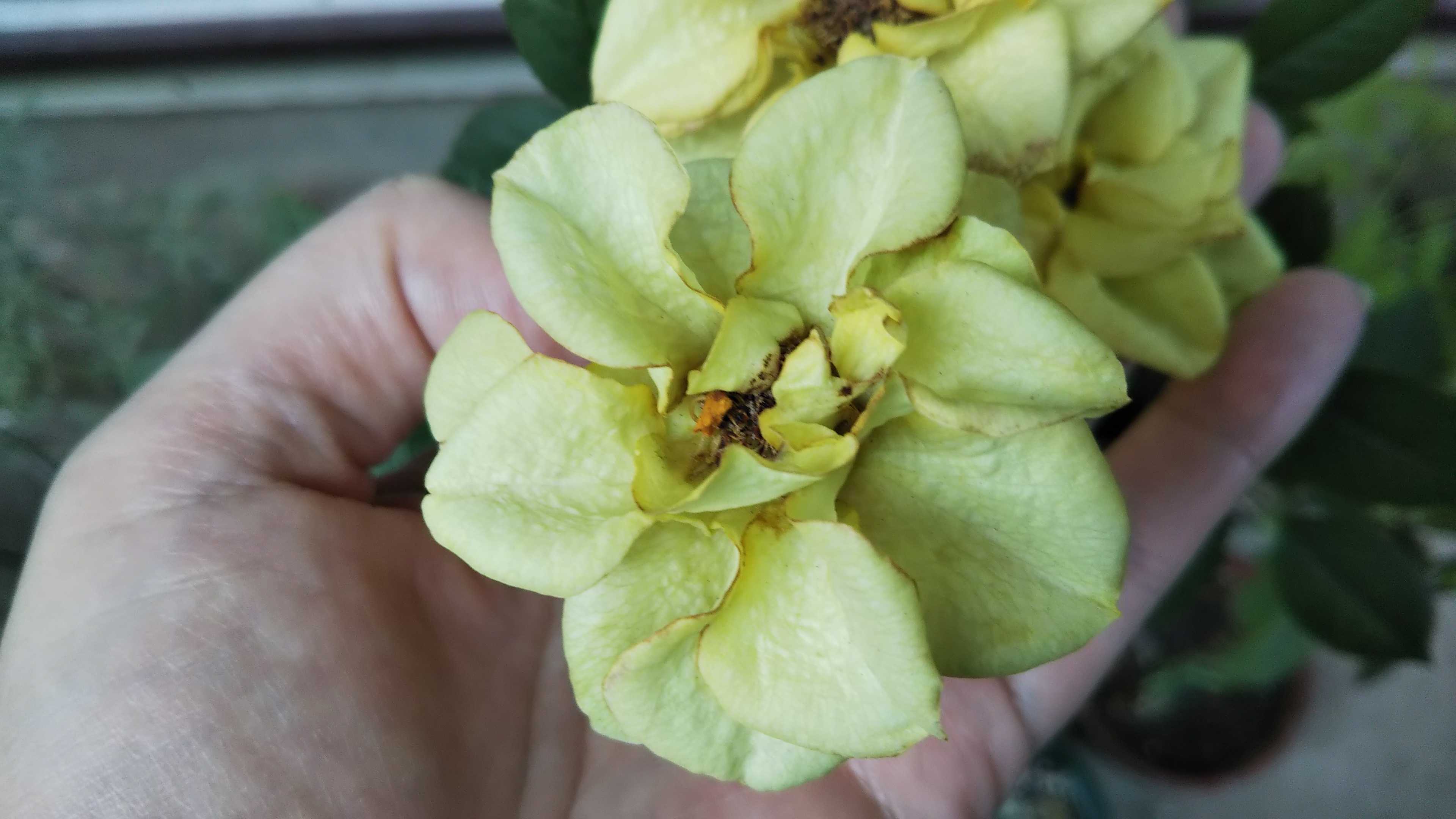 ビオラ ディージェイの寄せ植え 玄関側花壇 シェードガーデンと猫 楽天ブログ