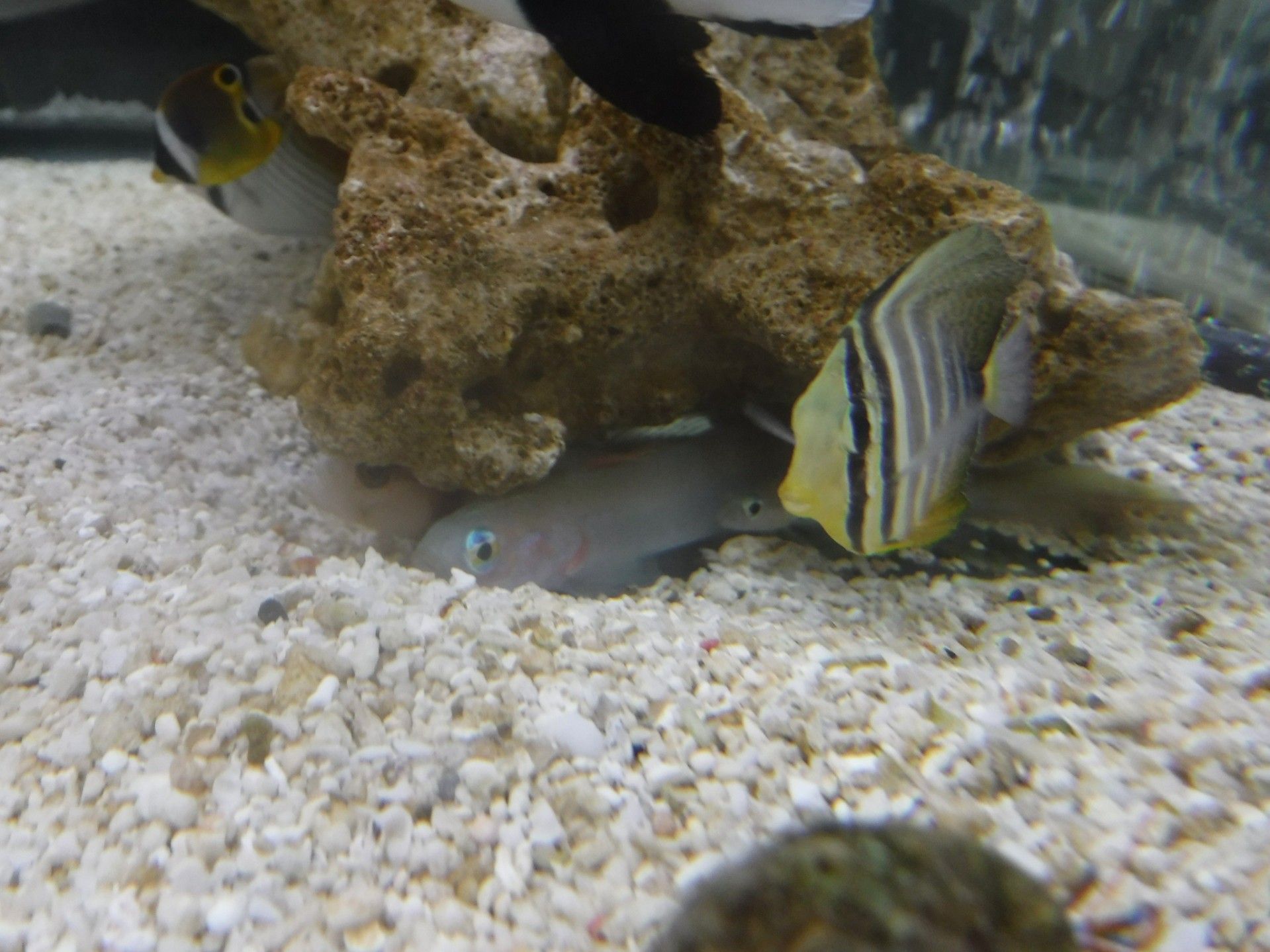 学祭ツアー最終日 東京海洋大学海鷹祭 魚と日常ブログ 楽天ブログ