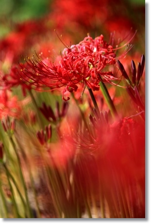 狐山古墳-8 ヒガンバナ-8 13.9.24