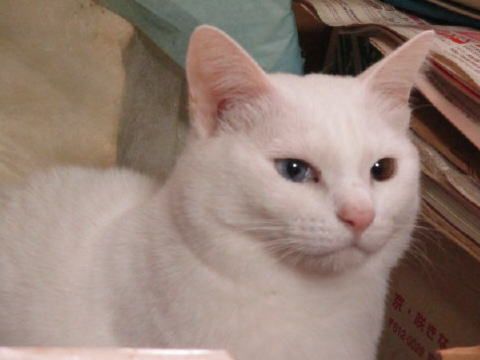 お目目は綺麗に撮れたかにゃ～ | 猫11匹と自然もいっ～ぱいの我が家～ - 楽天ブログ