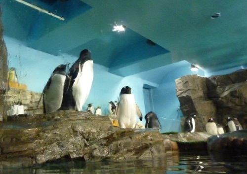 男鹿水族館ＧＡＯ