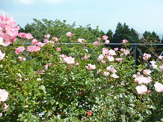 P1070663ss.jpg