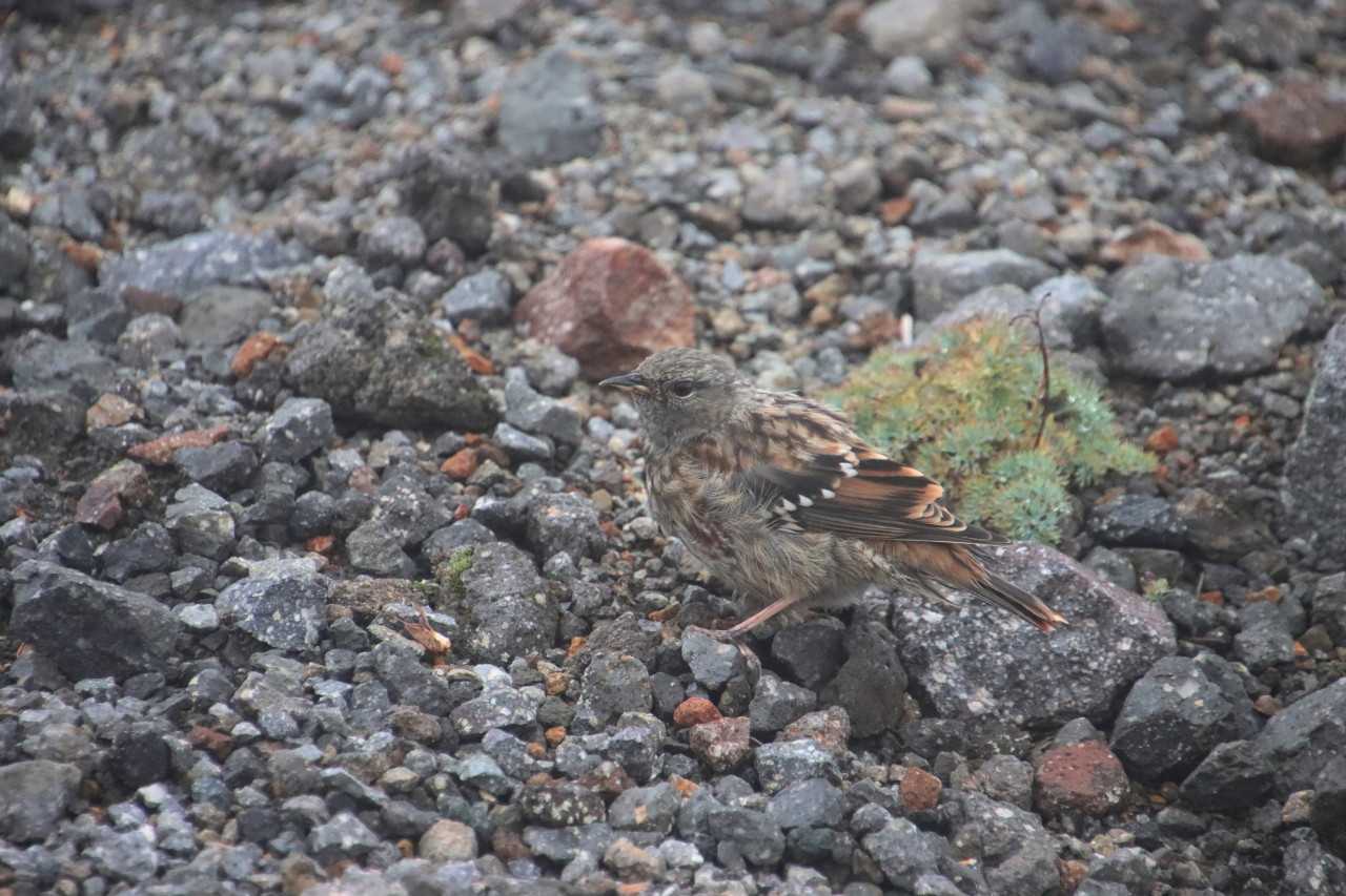 乗鞍岳登頂とライチョウ | ぶらぶら自然散歩2 - 楽天ブログ