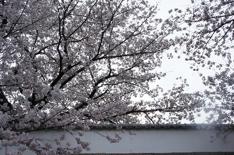 ちっぴーH22.3.29 023.jpg