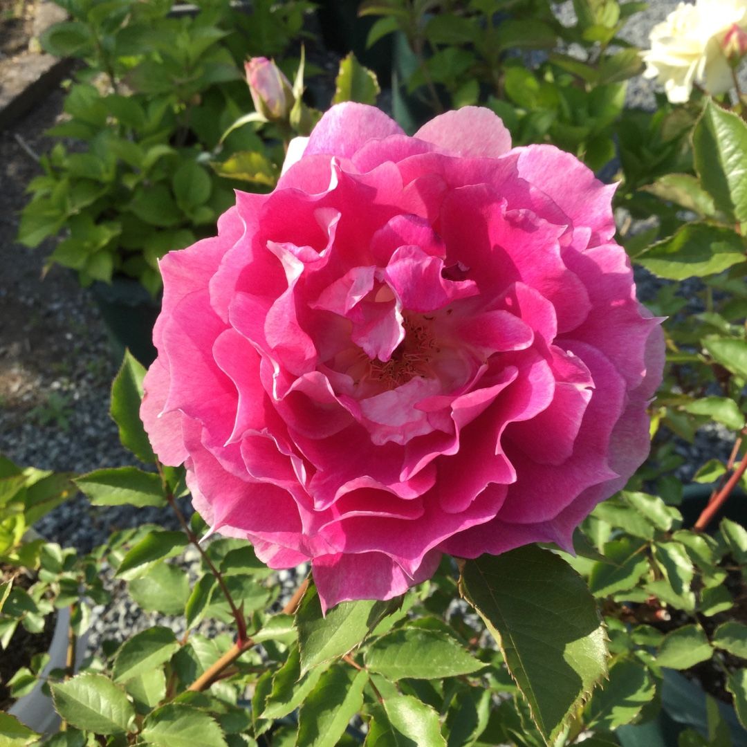 『ロサオリ』シリーズ ばらと猫とフラメンコ 楽天ブログ