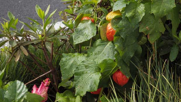 ハイビスカスとほおずき2.jpg