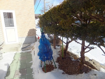 雪の少ない鏡開きの日.jpg