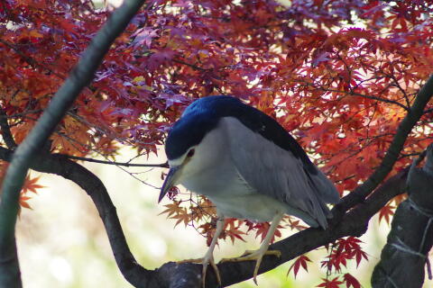 洗足池の野鳥