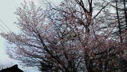 札幌桜.jpg