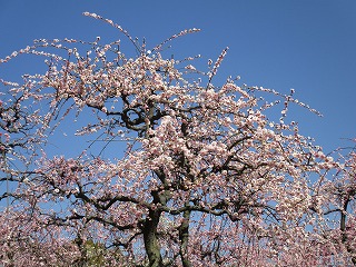 IMG_6869ss.jpg