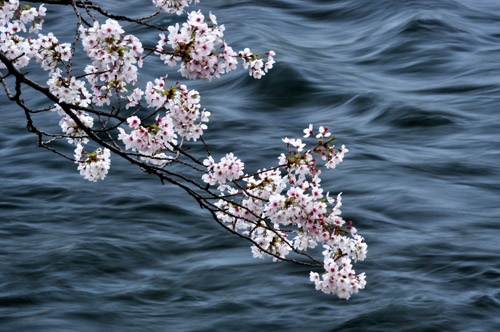 桜５