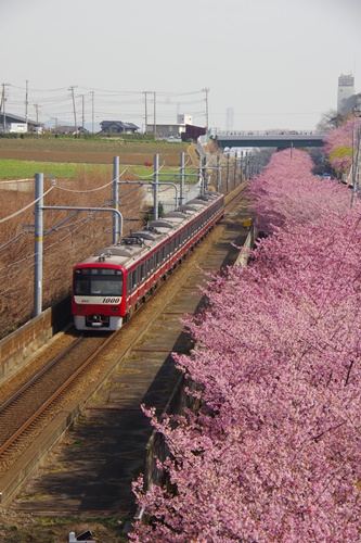 三浦海岸の河津桜