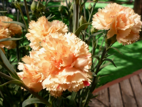 P1150087 (500x375).jpg