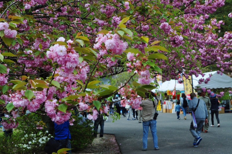 C・桜祭りにて.jpg