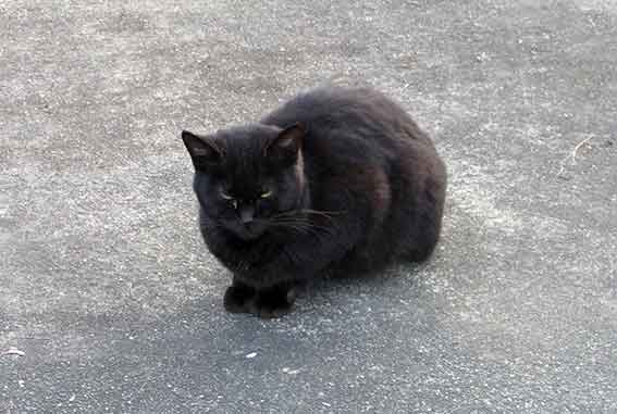 我が家のニャンコ♪2015/11/27-2