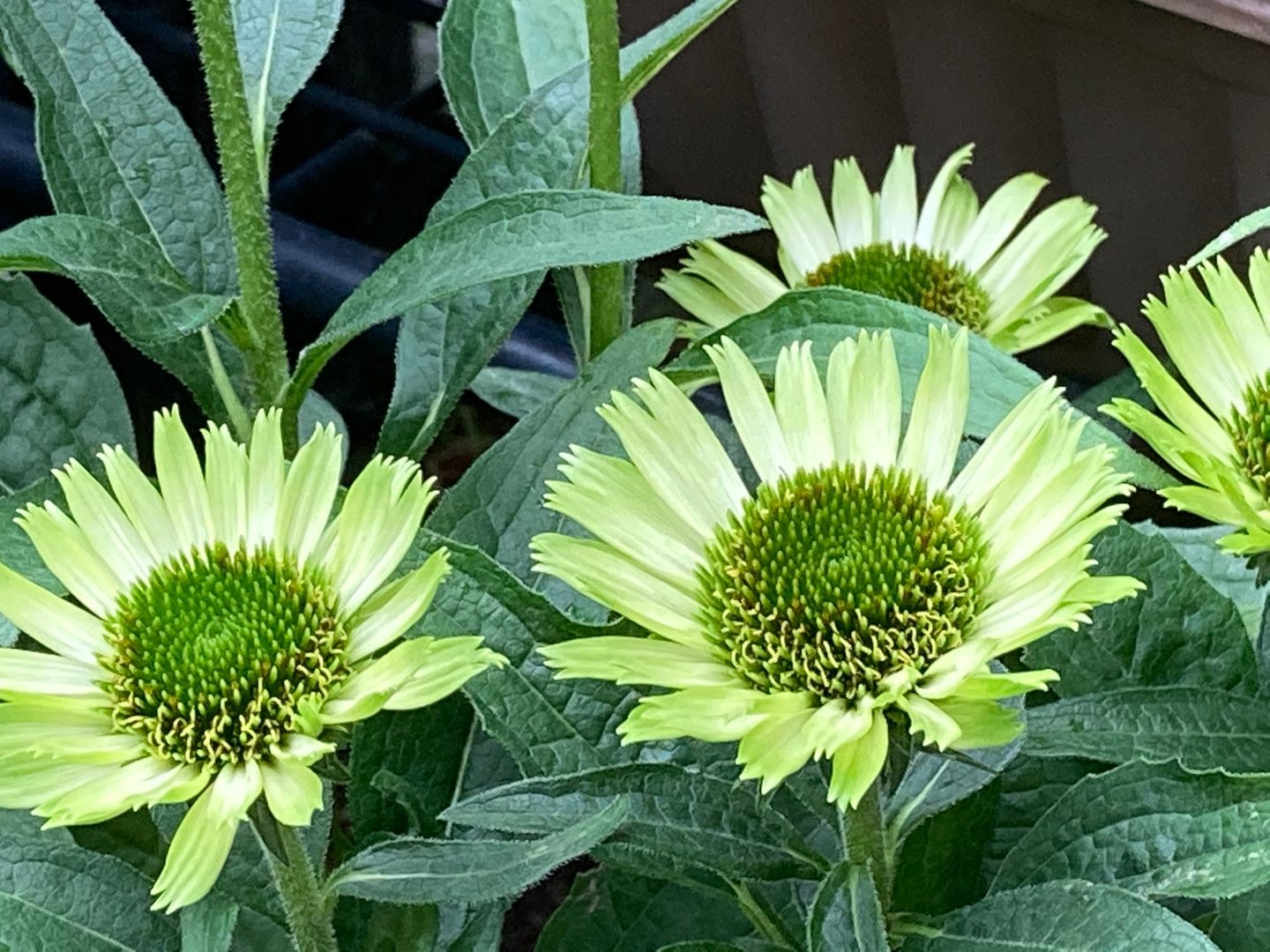 エキナセア りんすいのブログ 楽天ブログ