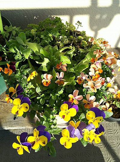 ちっちゃいベランダ お花爆弾 楽天ブログ