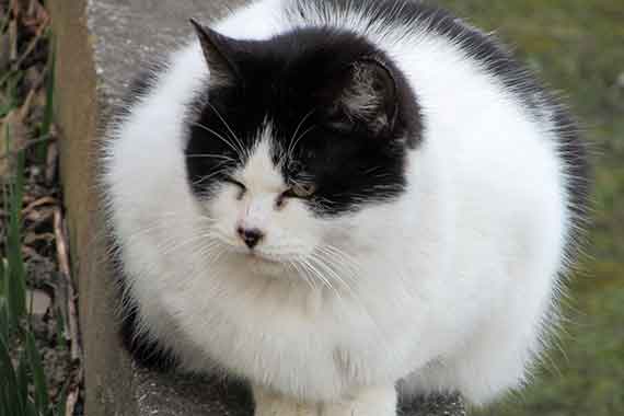 我が家のニャンコ♪2016/1/8-03