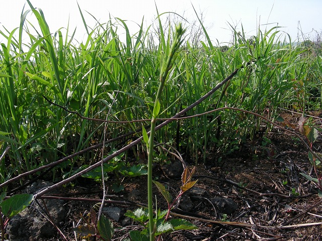 DSCN3584.jpg