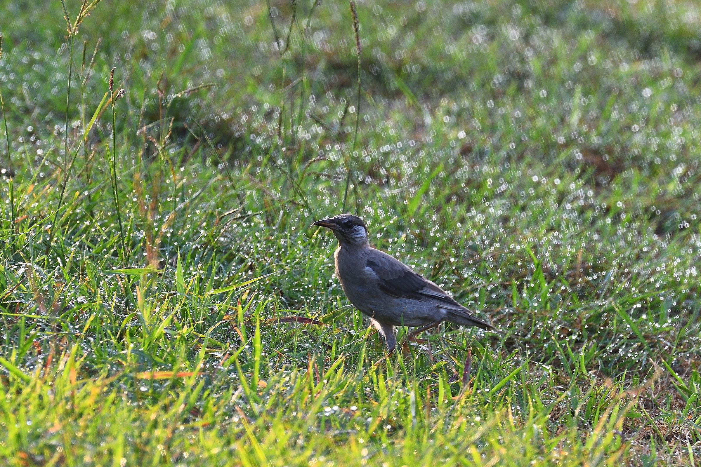 大阪河川敷の野鳥たち キジ カルガモ ムクドリ 他 野鳥との日常生活を綴る 楽天ブログ