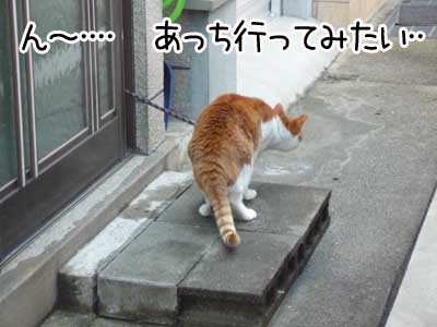 茶猫１.JPG