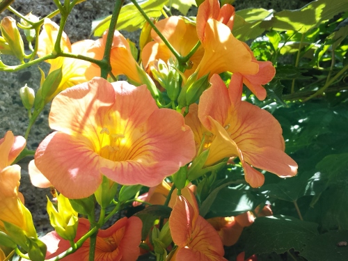 20150726_111321 (500x375).jpg