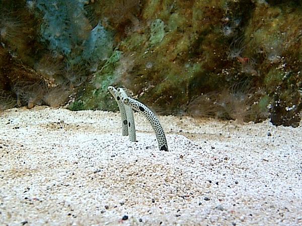 th_IMG-20120822-00194.jpg