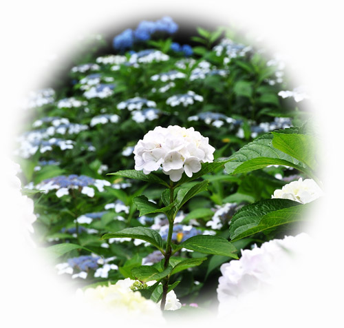 紫陽花２