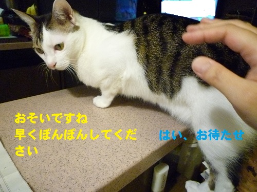 P1050191.jpg