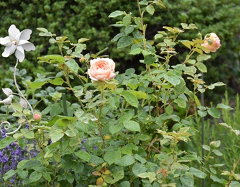 2012年6月 011.jpg