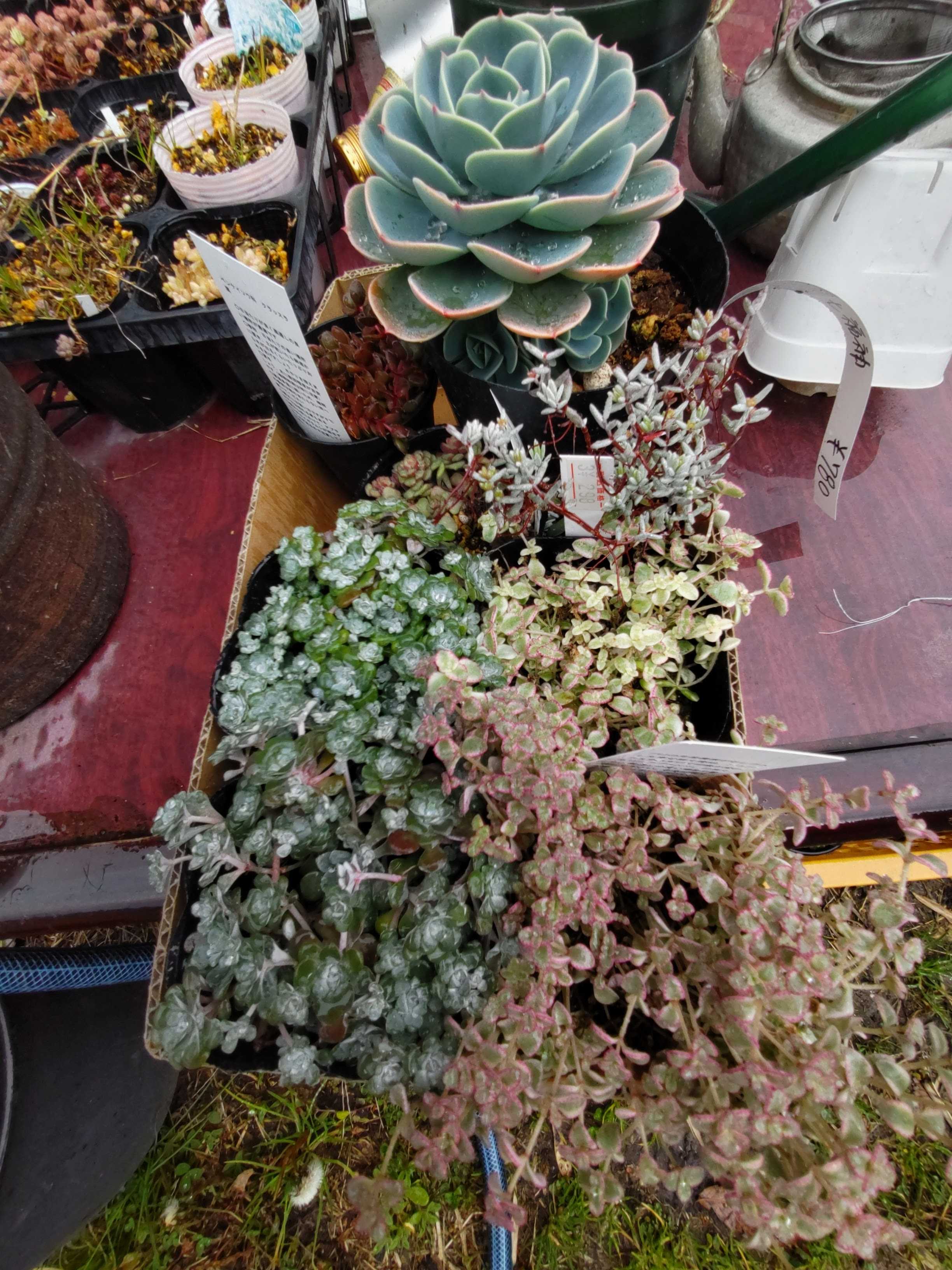 多肉植物ゴブレットポット寄せ植え 多肉植物 寄せ植え (⑅•͈૦•͈⑅).ᐟ