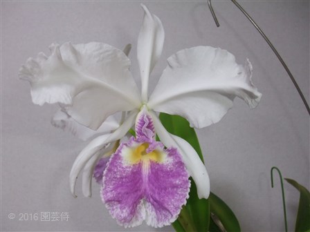 Cattleya warscewiczii coerulea 20160629-2