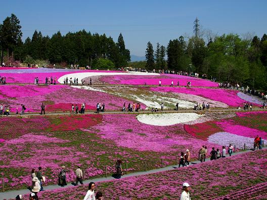 芝桜の丘.JPG