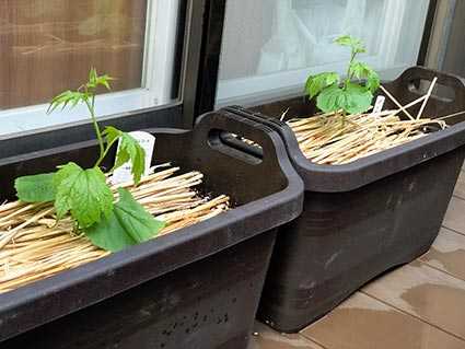 夏野菜定植 我が家のプランター栽培 Get Back To Nature 自然に帰ろう 楽天ブログ