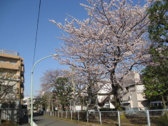 蒲田の桜