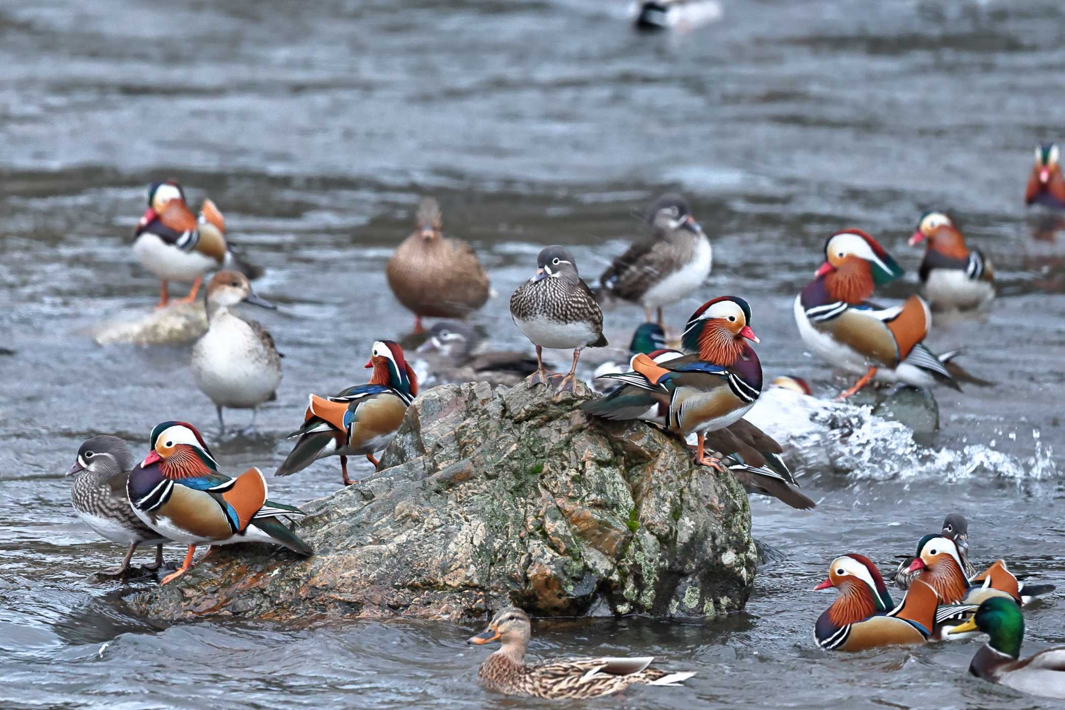 オシドリ <オシドリの里>Ⅰ | 野鳥ブログ イノセントBIRDER - 楽天ブログ