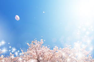 sakura.jpg