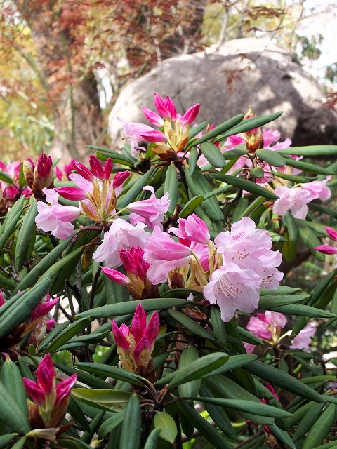 P4090233.jpg