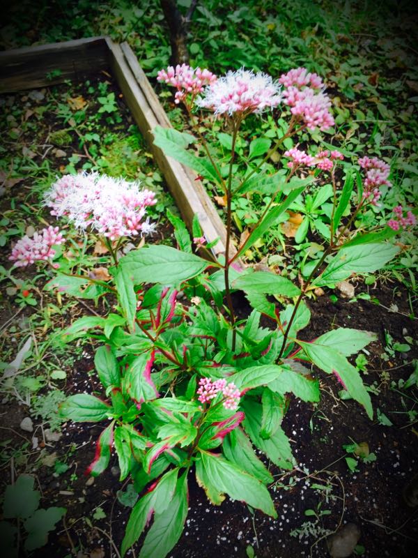 rblog-20151010220815-02.jpg