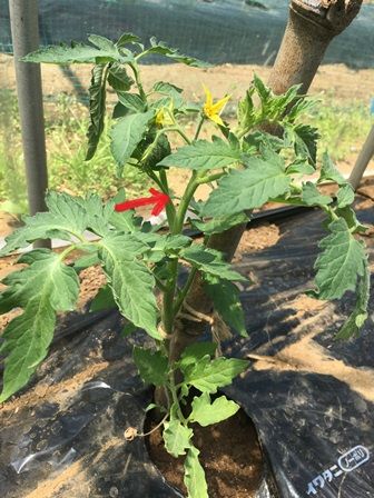 トマトのわき芽摘みとナスの一番花開花 Futtutyの菜園ブログ 楽天ブログ