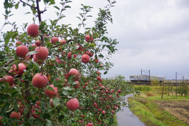 赤いリンゴと 弘南鉄道2
