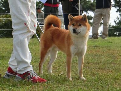 展覧会・日本犬保存会 ] | 柴楽日記 - 楽天ブログ