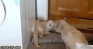 73800824_v1301735787.gif