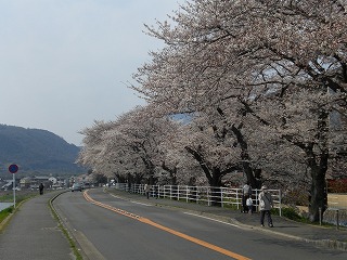 桜　２
