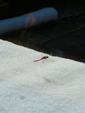 2017-10-24snow (2).JPG