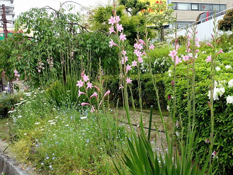 5月6日 今日の一花 その４ ヒオウギズイセン 檜扇水仙 Gazengamaのブログ 散歩中に出合った花と趣味の陶芸作品 楽天ブログ